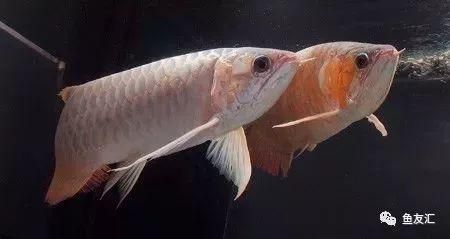 紅龍魚缸尺寸（紅龍魚的魚缸尺寸）