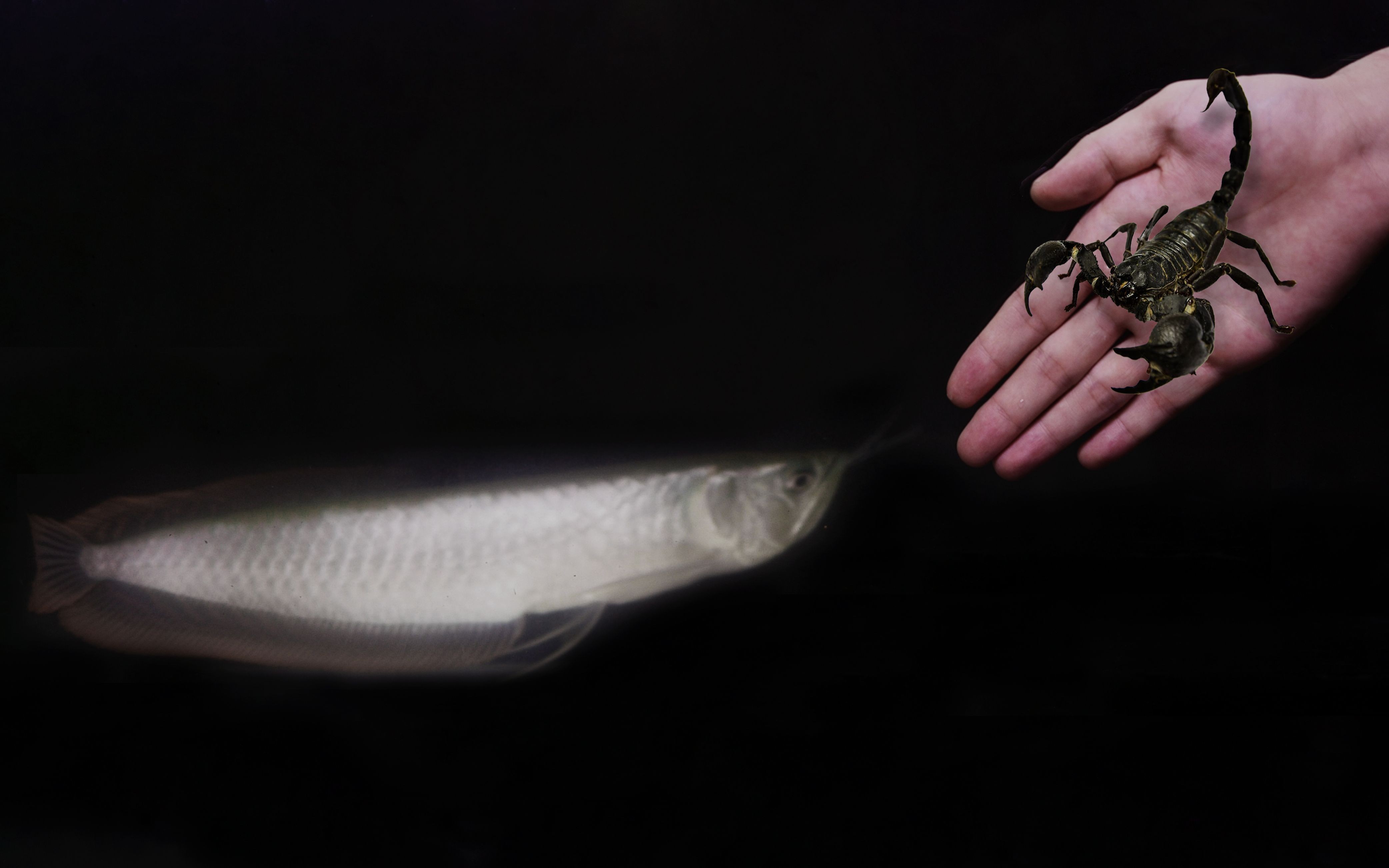 如何預防龍魚的自然死亡？