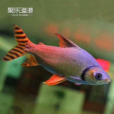 可以和龍魚混養的熱帶魚有哪些種類：幾種適合與龍魚混養的熱帶魚