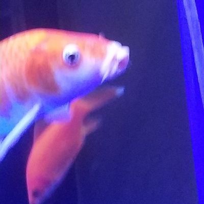 龍魚被咬傷多久能好起來：龍魚咬傷后的恢復(fù)時間