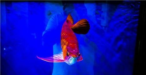 風水魚養錦鯉好還是龍魚好：錦鯉和龍魚應該如何選擇