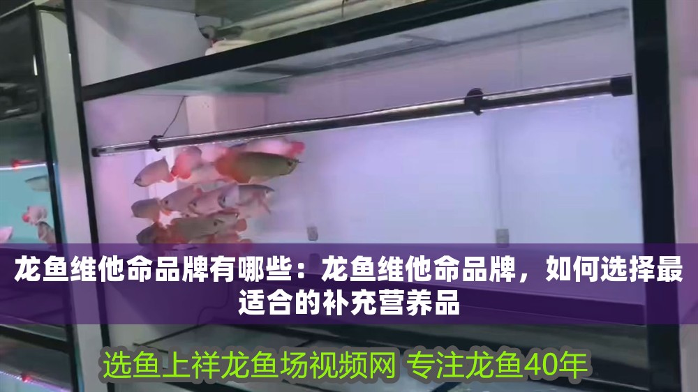 龍魚維他命品牌有哪些：龍魚維他命品牌，如何選擇最適合的補(bǔ)充營養(yǎng)品