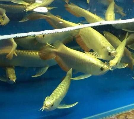 龍魚養(yǎng)幾條好風水最好呢:龍魚養(yǎng)幾條最好 龍魚百科 第4張 龍魚養(yǎng)幾條好風水最好呢:龍魚養(yǎng)幾條最好 龍魚養(yǎng)幾條好風水最好呢:龍魚養(yǎng)幾條最好 龍魚百科 第4張