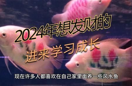 龍魚養(yǎng)幾條好風水最好呢:龍魚養(yǎng)幾條最好 龍魚百科 第5張 龍魚養(yǎng)幾條好風水最好呢:龍魚養(yǎng)幾條最好 龍魚養(yǎng)幾條好風水最好呢:龍魚養(yǎng)幾條最好 龍魚百科 第5張