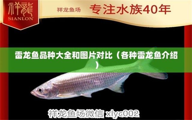 各種雷龍魚(yú)介紹：雷龍魚(yú)和巴卡雷龍魚(yú)的區(qū)別在哪里，雷龍魚(yú)是最貴和最稀少的品種