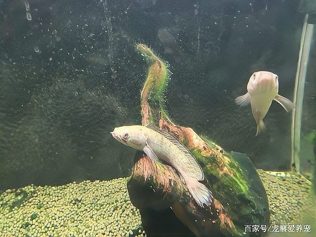 雷龍魚內蒙怎么治