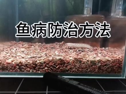 雷龍魚內蒙怎么治