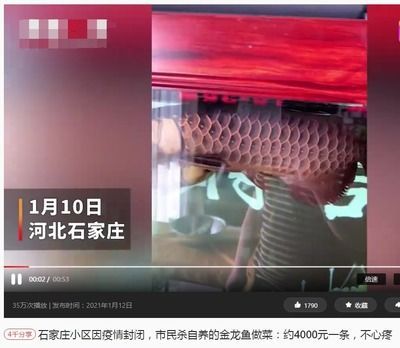 20厘米的金龍魚一天喂多少(20厘米左右的金龍魚一天吃多少?) 龍魚百科 第2張 20厘米的金龍魚一天喂多少(20厘米左右的金龍魚一天吃多少?) 20厘米的金龍魚一天喂多少(20厘米左右的金龍魚一天吃多少?) 龍魚百科 第2張