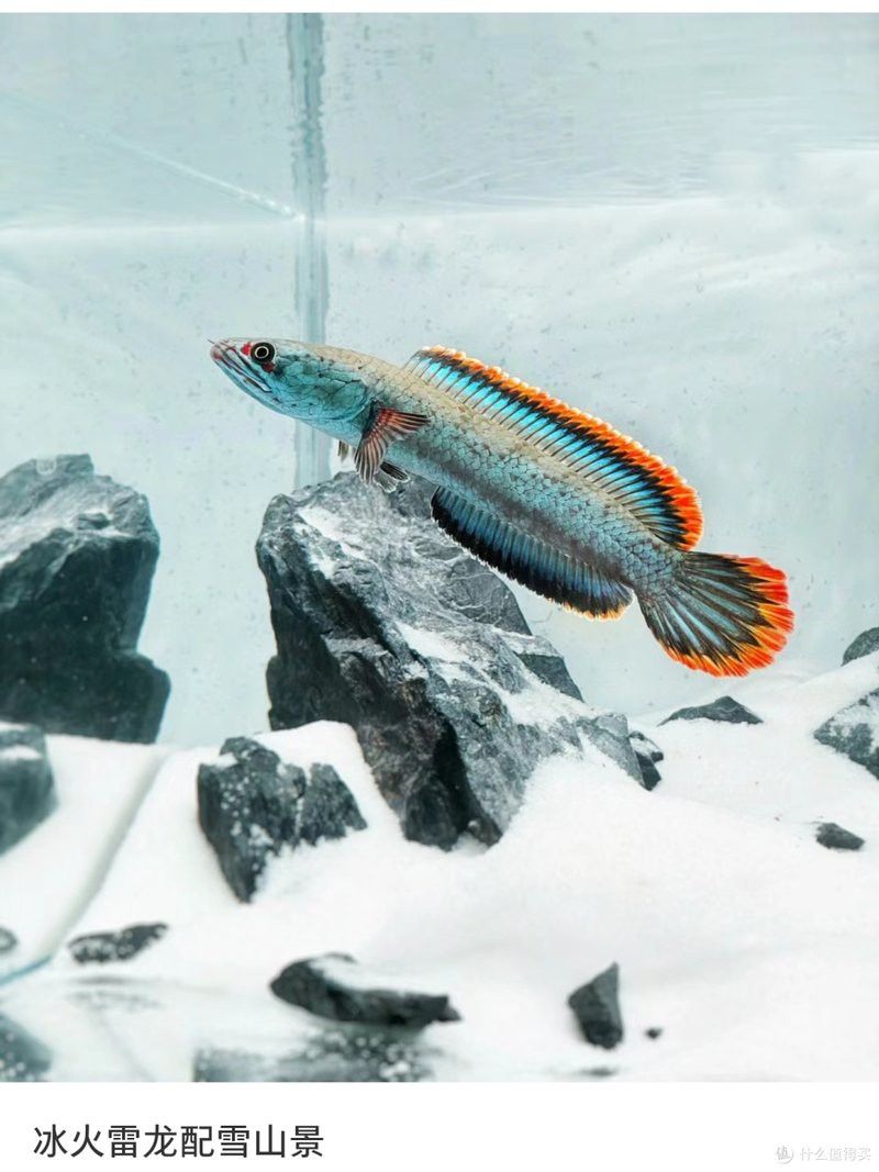 烏魚和雷龍魚的區(qū)別 烏魚和雷龍魚的區(qū)別 龍魚百科 第6張