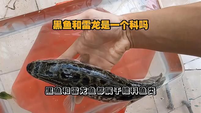 烏魚和雷龍魚的區(qū)別 烏魚和雷龍魚的區(qū)別 龍魚百科 第13張