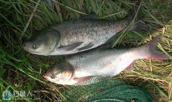 魚品種大全