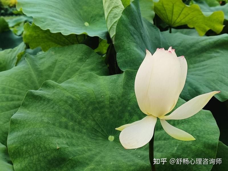 龍魚在兩性關系中如何隱喻情感？