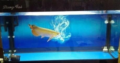 龍魚趴缸在水底不動了怎么回事：龍魚為什么會趴缸？