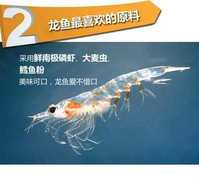 龍魚可以一直喂大麥蟲給好嗎？：龍魚可以一直喂大麥蟲嗎，