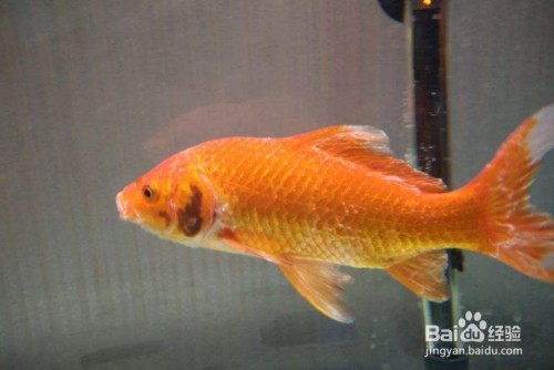 紅龍龍魚(yú)哪個(gè)品種最好（紅龍魚(yú)品種介紹）