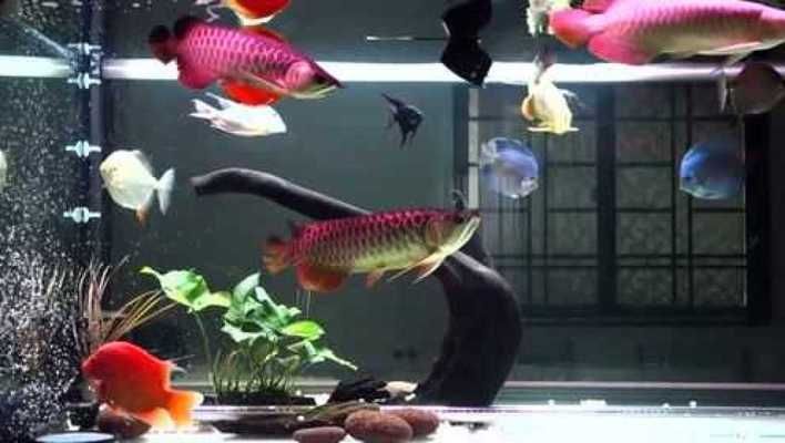 龍魚能和熱帶魚混養嗎（龍魚與熱帶魚可以混養嗎？） 龍魚能和熱帶魚混養嗎（龍魚與熱帶魚可以混養嗎？） 龍魚百科 第1張