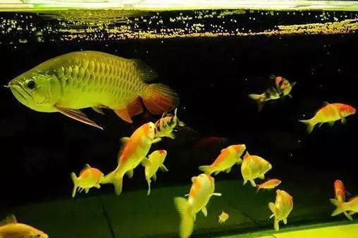 龍魚能和熱帶魚混養嗎（龍魚與熱帶魚可以混養嗎？） 龍魚能和熱帶魚混養嗎（龍魚與熱帶魚可以混養嗎？） 龍魚百科 第5張