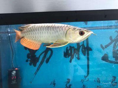 龍魚到家狀態(tài)不好：當(dāng)龍魚到家狀態(tài)不好時(shí)，可能有多種原因和解決方案和解決方案