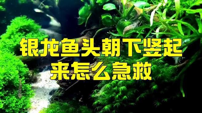 龍魚甩頭如何急救？ 龍魚甩頭如何急救？ 龍魚百科 第3張