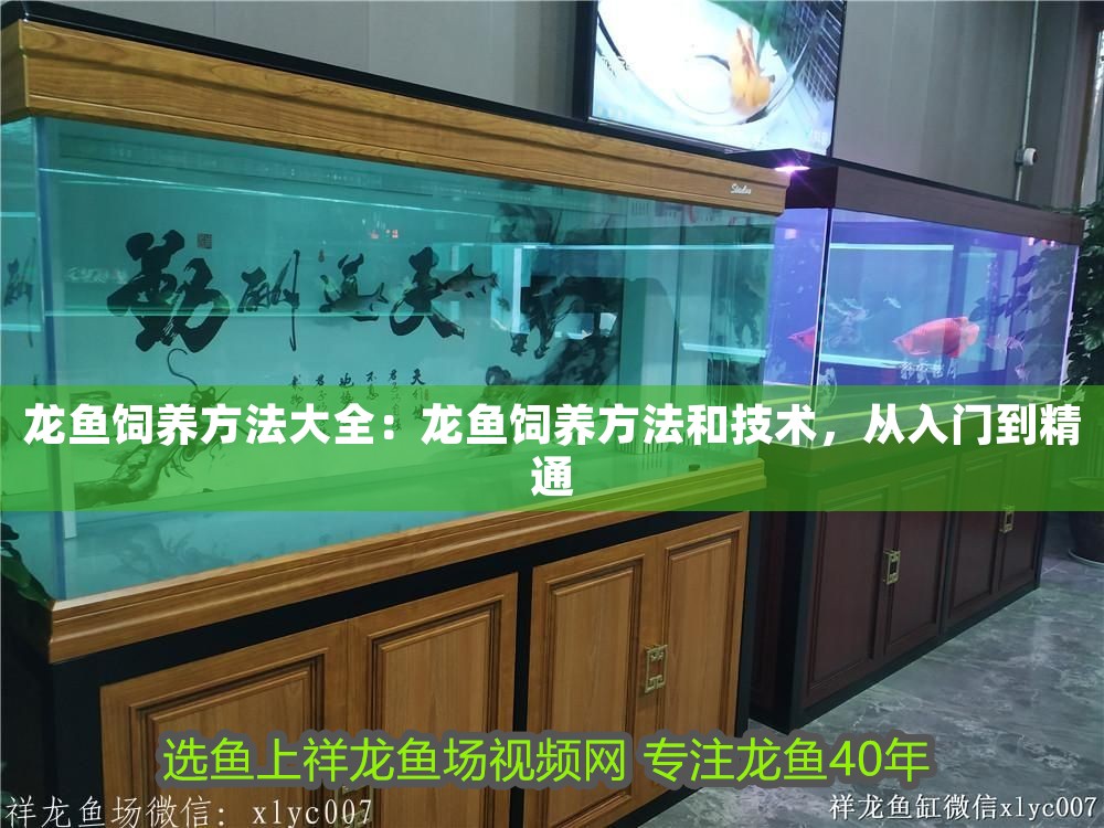 龍魚飼養方法大全：龍魚飼養方法和技術，從入門到精通