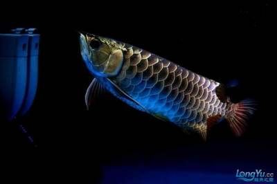 龍魚學堂:龍魚學堂一家提供在線學習平臺的教育品牌,致力于為廣大學生提供高質量的教育資源 龍魚百科 第2張 龍魚學堂:龍魚學堂一家提供在線學習平臺的教育品牌,致力于為廣大學生提供高質量的教育資源 龍魚學堂:龍魚學堂一家提供在線學習平臺的教育品牌,致力于為廣大學生提供高質量的教育資源 龍魚百科 第2張