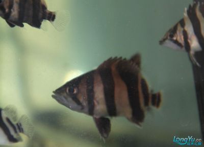 龍魚學堂:龍魚學堂一家提供在線學習平臺的教育品牌,致力于為廣大學生提供高質量的教育資源 龍魚百科 第4張 龍魚學堂:龍魚學堂一家提供在線學習平臺的教育品牌,致力于為廣大學生提供高質量的教育資源 龍魚學堂:龍魚學堂一家提供在線學習平臺的教育品牌,致力于為廣大學生提供高質量的教育資源 龍魚百科 第4張