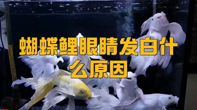 如何判斷魚眼睛白膜是否嚴(yán)重？