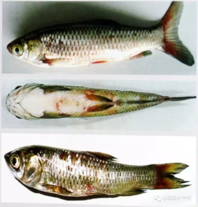 有哪些有效的龍魚疫苗？
