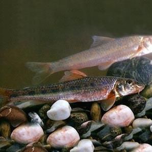 鮈魚是什么魚