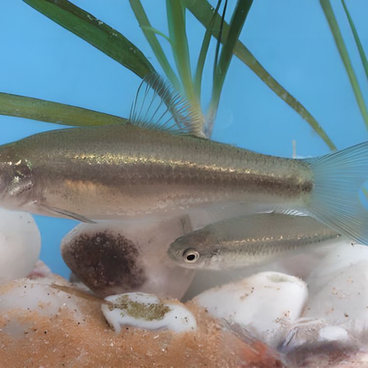 鮈魚是什么魚