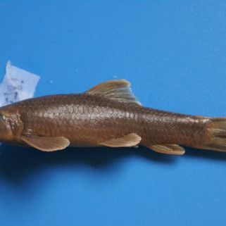 鮈魚是什么魚