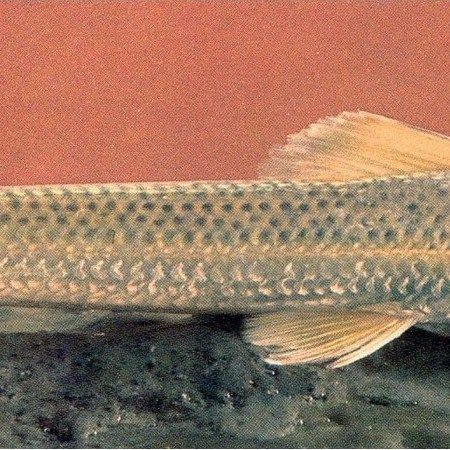 鮈魚是什么魚