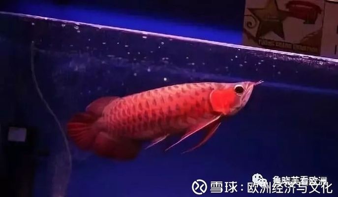 龍魚與西方文化差異探究：龍魚在東方和西方文化中的地位和象征意義 龍魚與西方文化差異探究：龍魚在東方和西方文化中的地位和象征意義 龍魚百科 第1張
