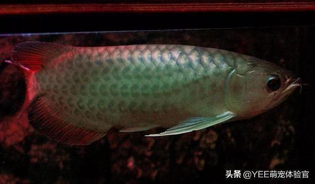 龍魚與西方文化差異探究：龍魚在東方和西方文化中的地位和象征意義 龍魚與西方文化差異探究：龍魚在東方和西方文化中的地位和象征意義 龍魚百科 第2張