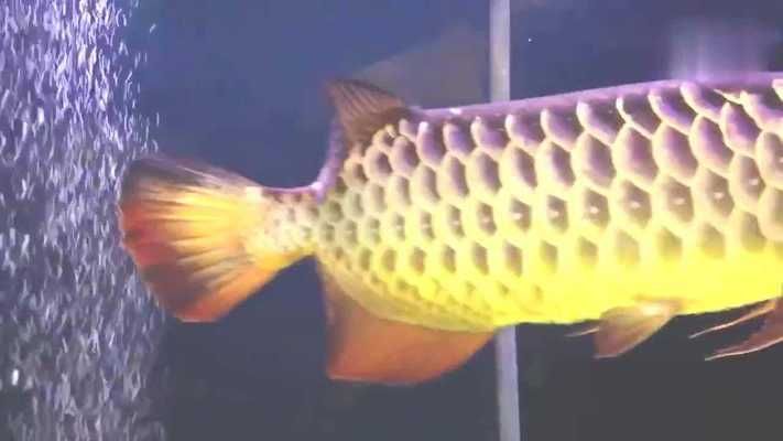 養金龍魚怎么養出燕尾魚：養金龍魚有哪些注意事項？