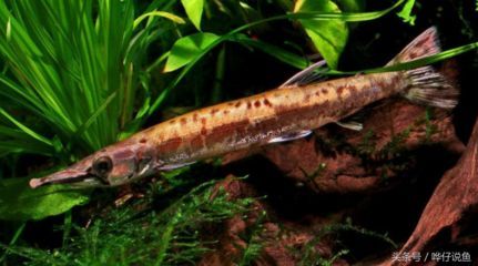 紅眼黃化幽靈火箭魚皇家火箭魚（紅眼黃化幽靈火箭魚的養殖方法）