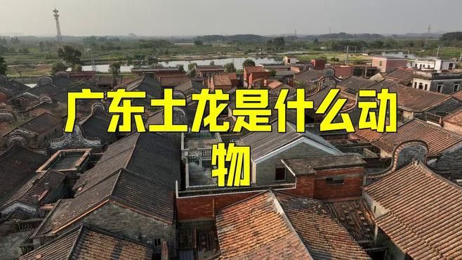 潮汕杜龍魚是什么魚？ 潮汕杜龍魚是什么魚？ 龍魚百科 第1張