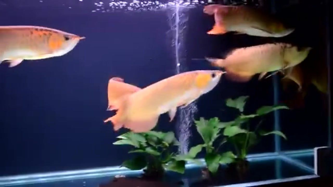 金龍魚打架會一直打嗎：金龍魚之間的打架行為可能會持續多久360問答