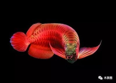龍魚厭食不吃有什么辦法：龍魚厭食不吃食的問題可能由多種因素引起，龍魚食欲下降怎么辦