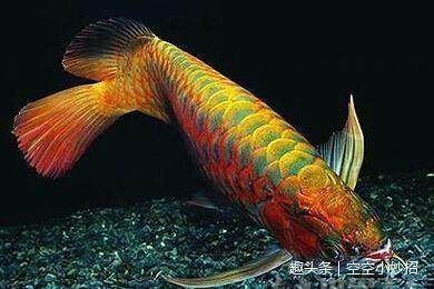 龍魚厭食不吃有什么辦法：龍魚厭食不吃食的問題可能由多種因素引起，龍魚食欲下降怎么辦