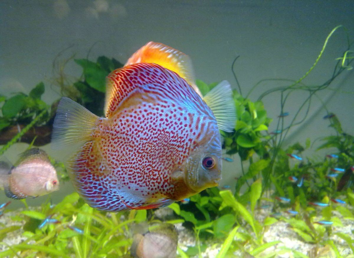 恐龍魚混養(yǎng)神仙魚 恐龍魚混養(yǎng)神仙魚 龍魚百科 第9張