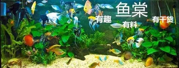 恐龍魚混養(yǎng)神仙魚 恐龍魚混養(yǎng)神仙魚 龍魚百科 第8張