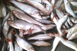 翹嘴和龍魚（翹嘴和龍魚在外觀特征、生態習性、飼養條件和經濟價值等方面都有所區別）