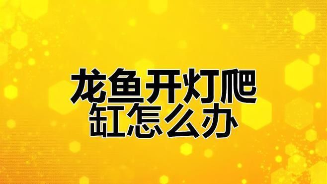龍魚開燈趴缸是正常現象嗎？ 龍魚開燈趴缸是正常現象嗎？ 龍魚百科 第1張