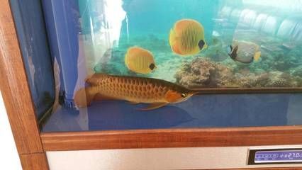 龍魚游不動了怎么辦：龍魚游不動可能是由多種原因引起的，
