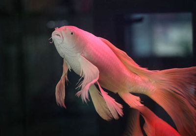 龍鳳鯉魚市場價值，