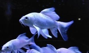 龍鳳鯉魚市場價值，