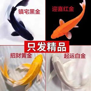 龍鳳鯉魚市場價值，