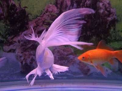 龍鳳鯉魚市場價值，