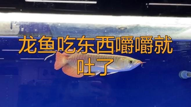 紅龍魚食欲不振的解決方法